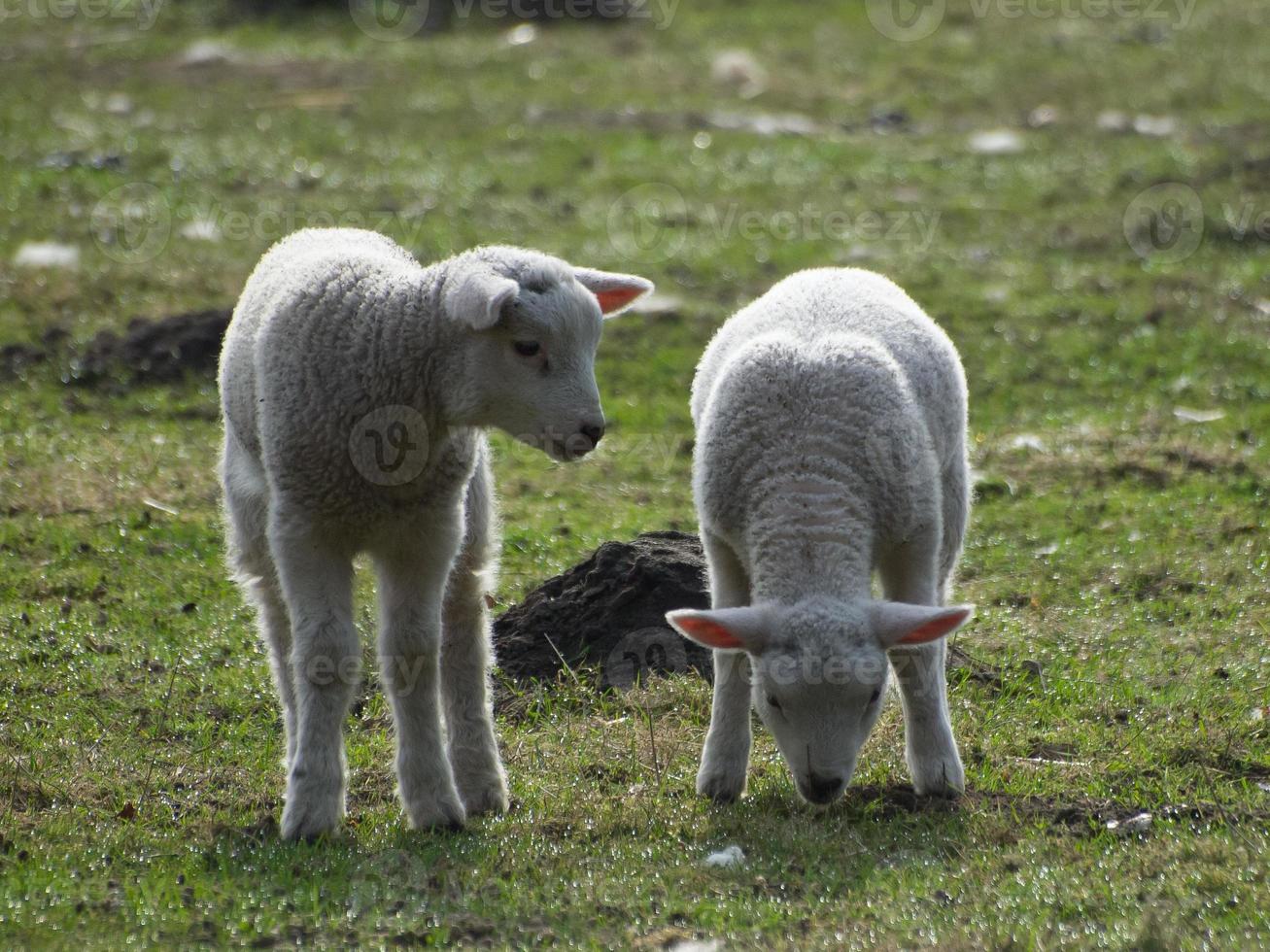 lambs and sheeps in westphalia photo