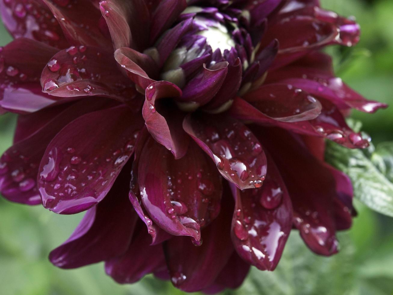 summers flowers in the garden photo
