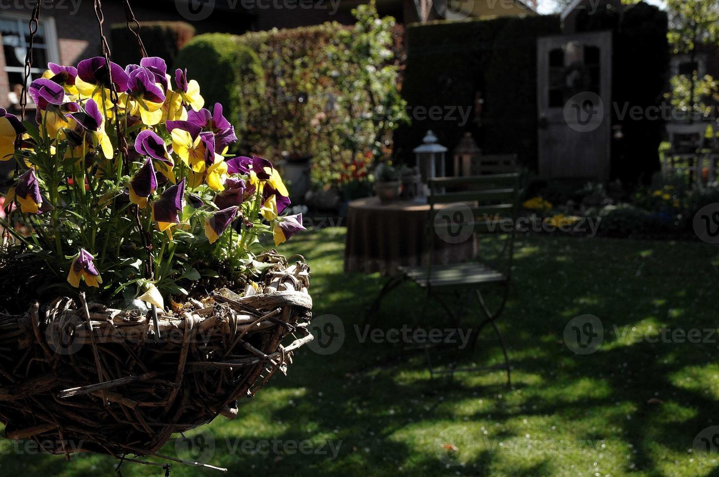 summer flowers in the garden photo