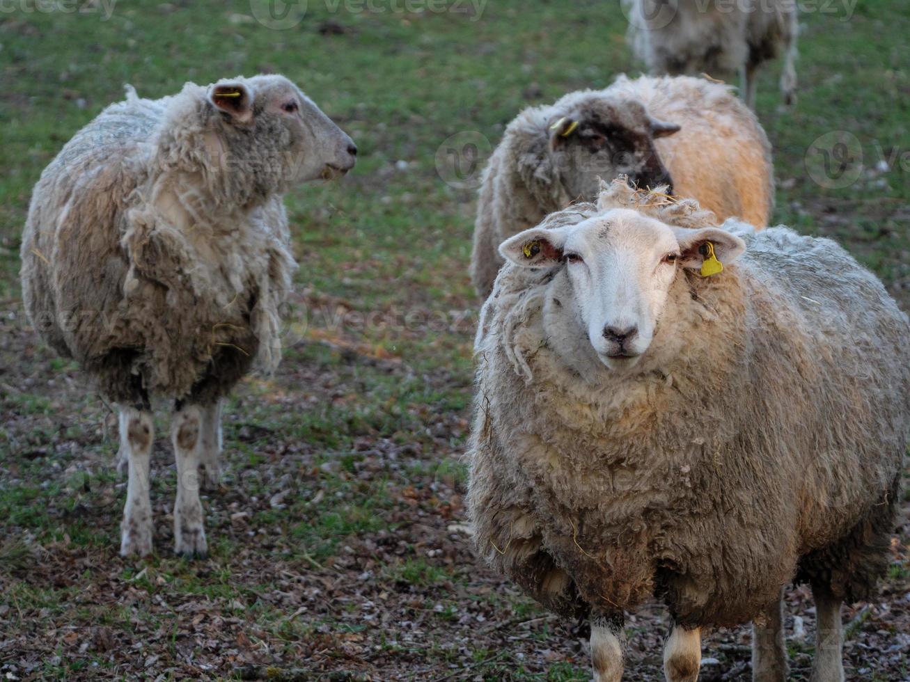 ovejas en el muensterland alemán foto