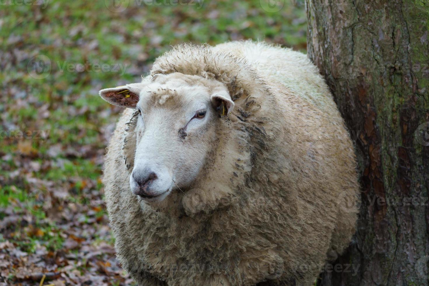 sheeps in westphalia photo