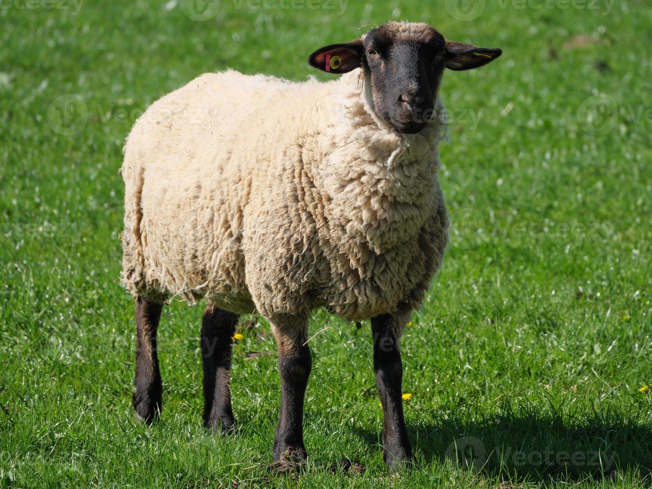 shheps and lambs in germany photo