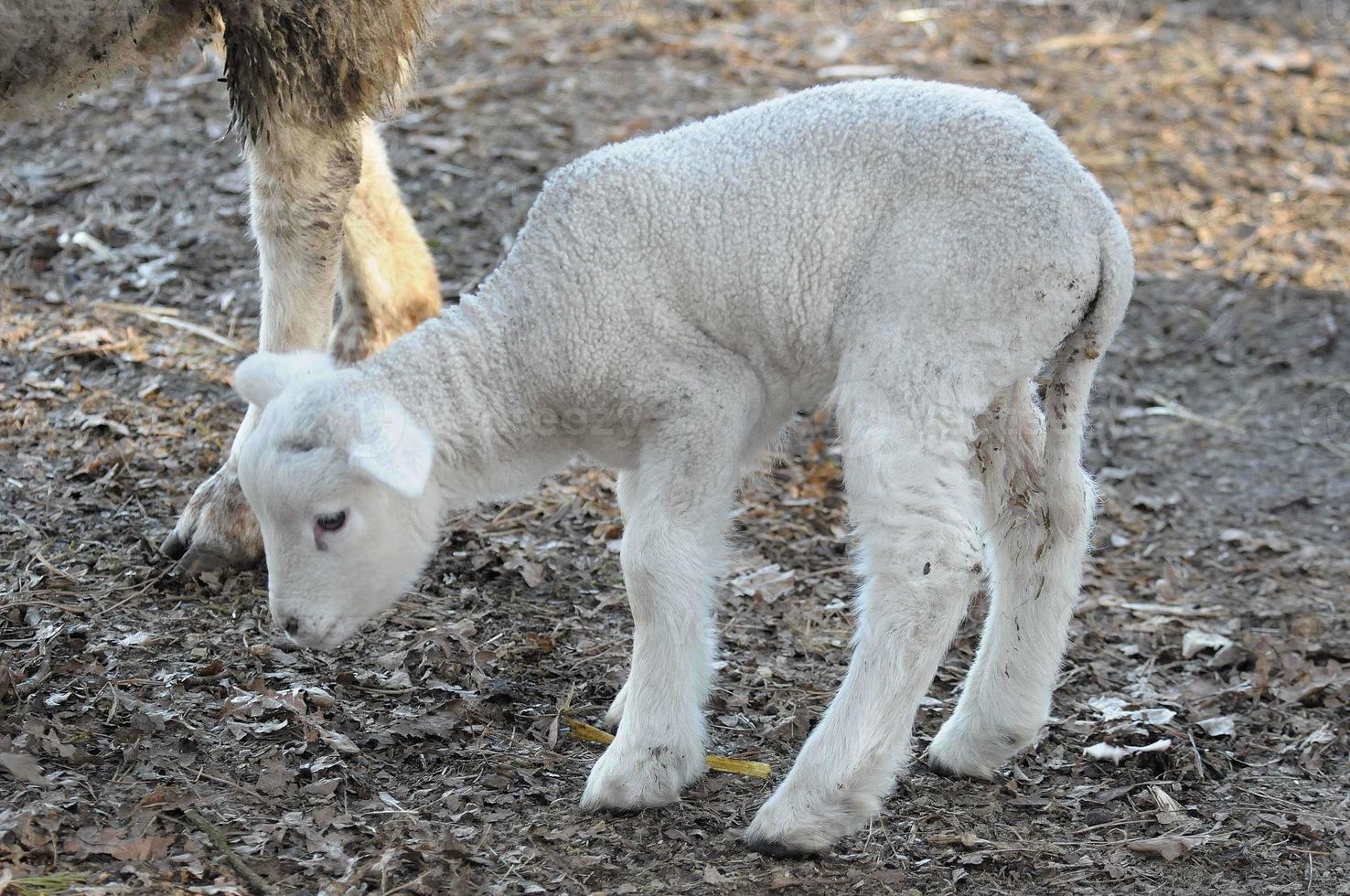 sheeps at winter time photo