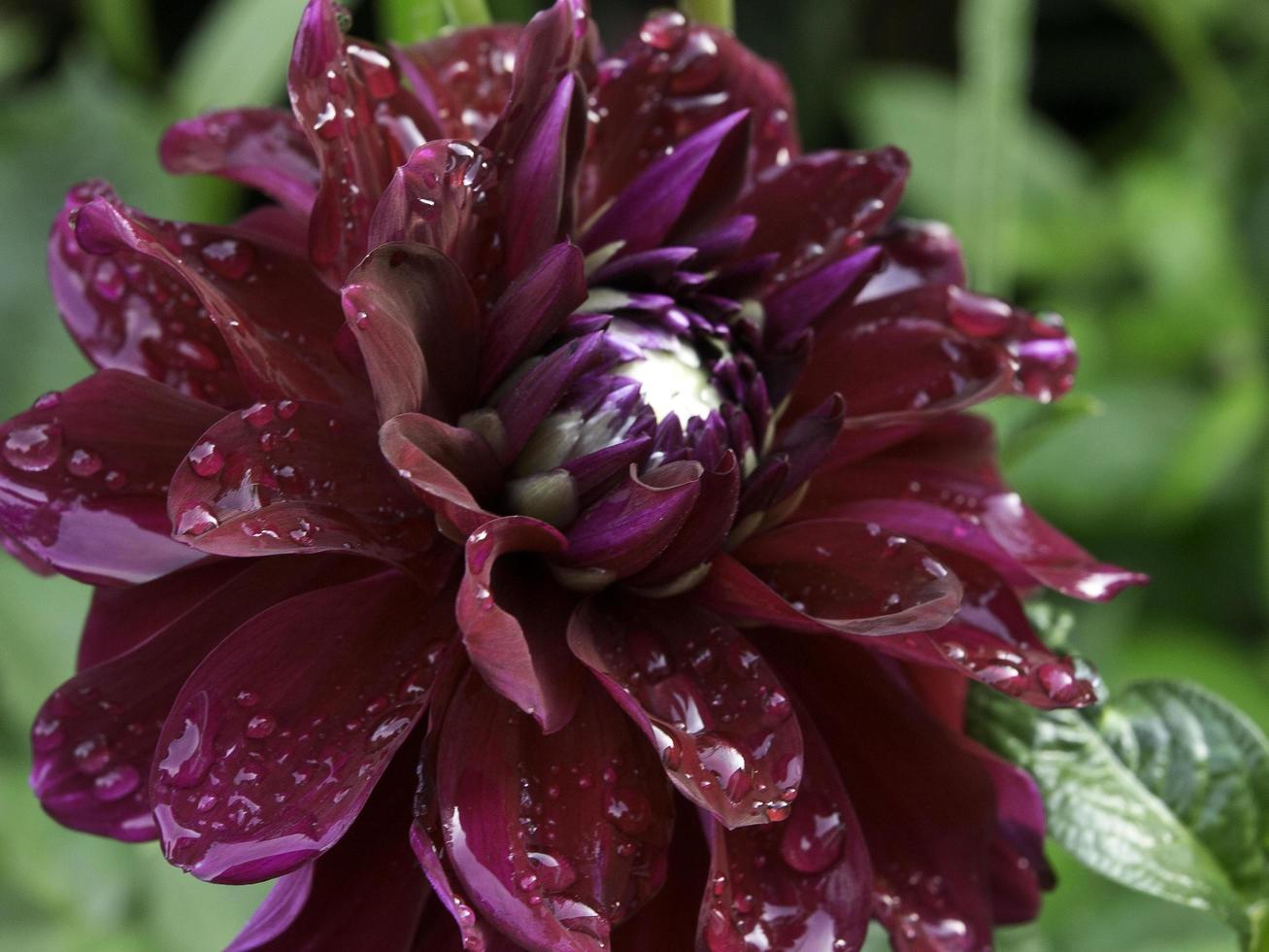 summers flowers in the garden photo