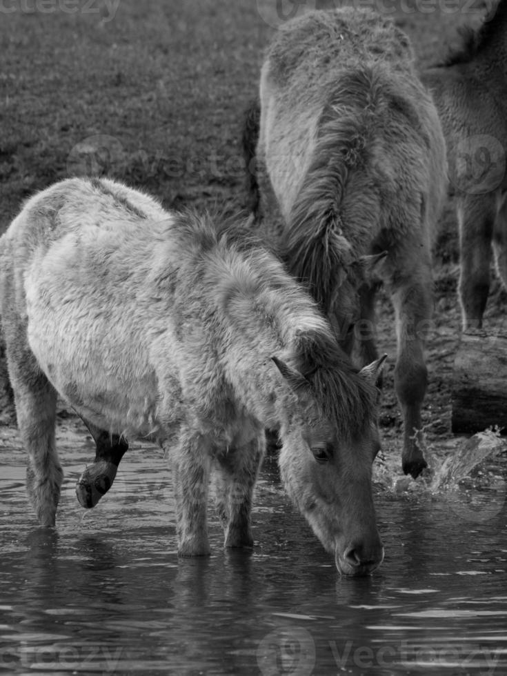 wild horses in westphalia photo