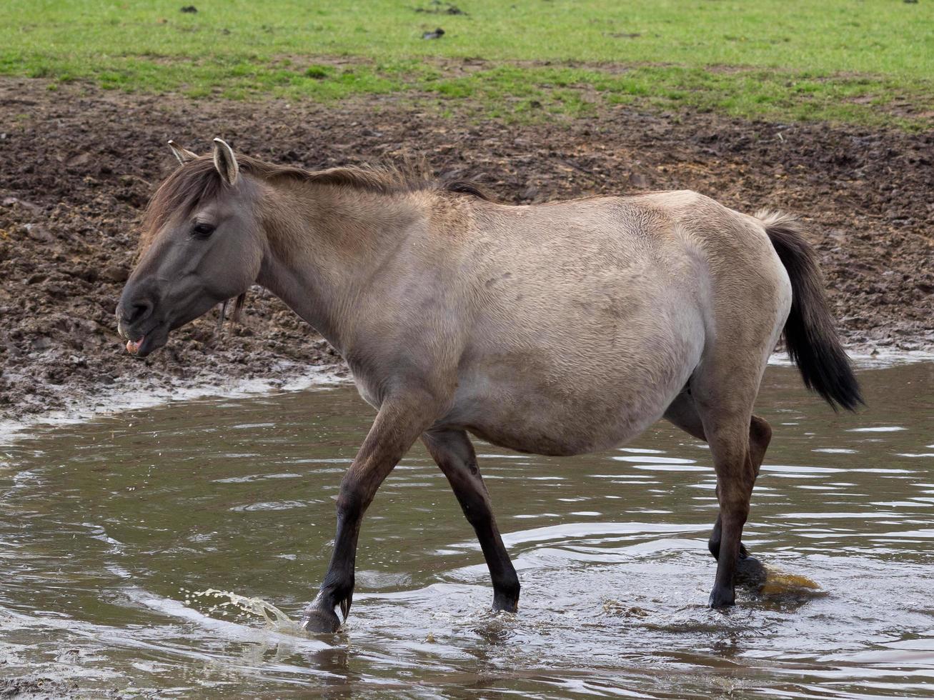 wid horses herd in germany photo