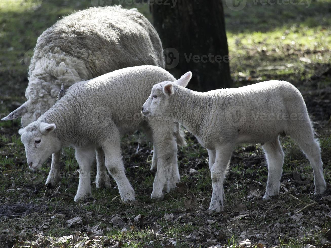 ovejas en un prado foto