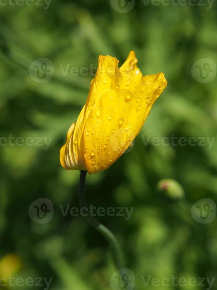 horario de verano en el jardin foto