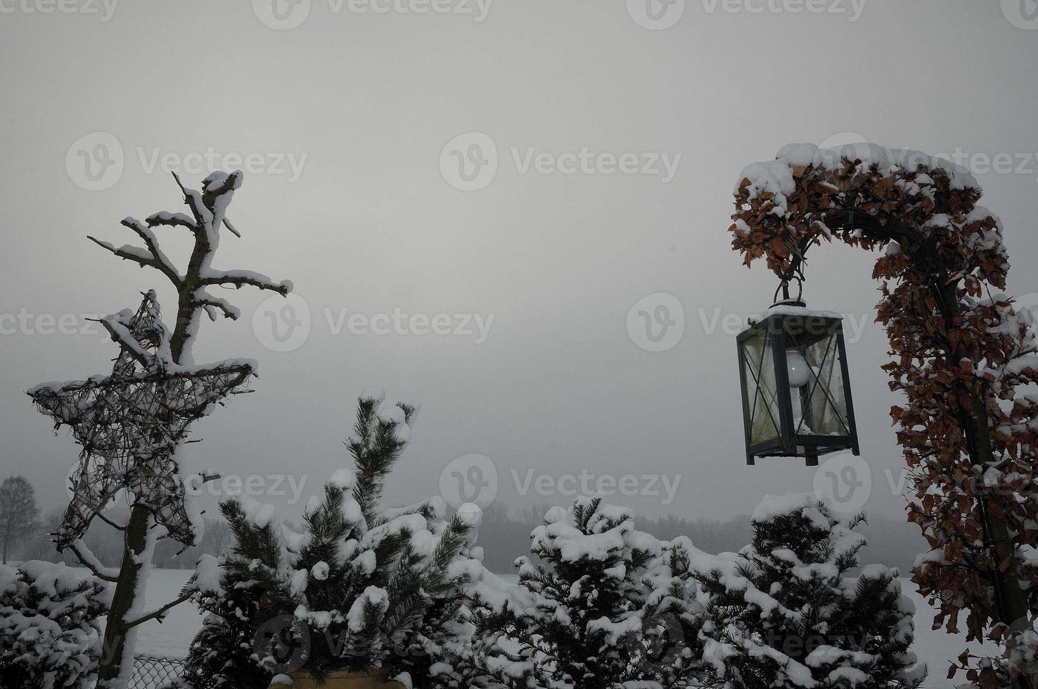 winter in the garden photo