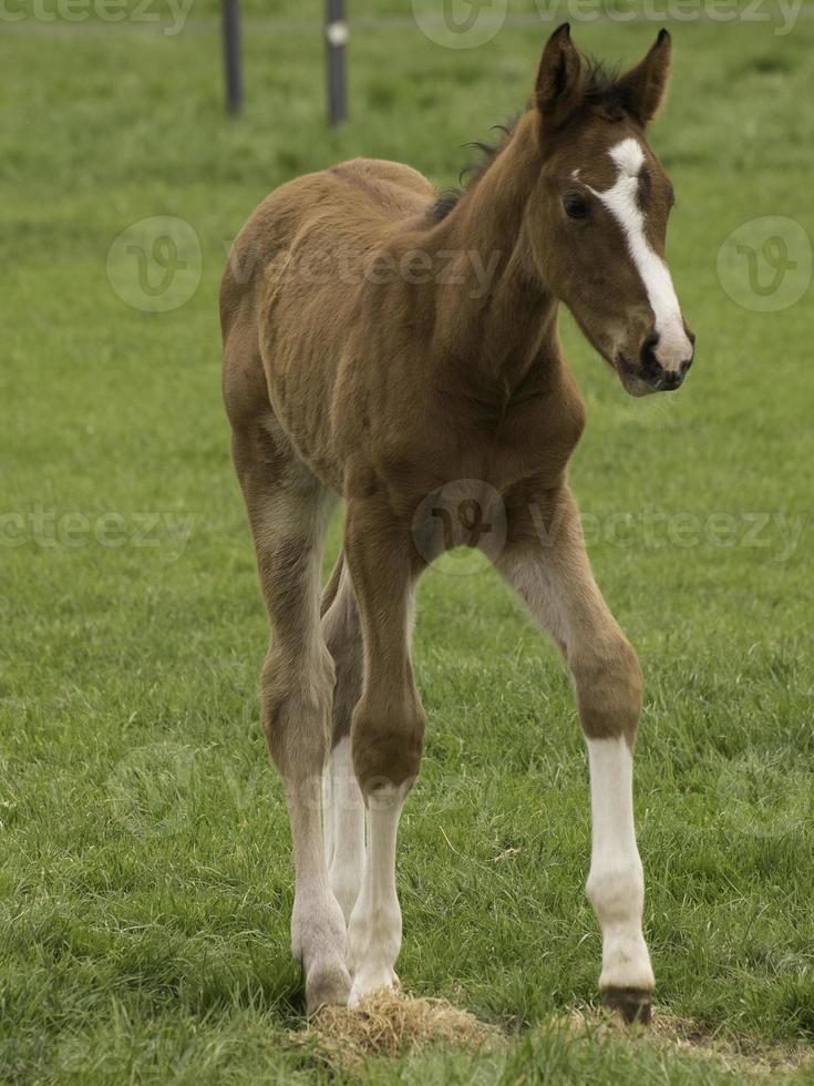 horses on a german meadow photo