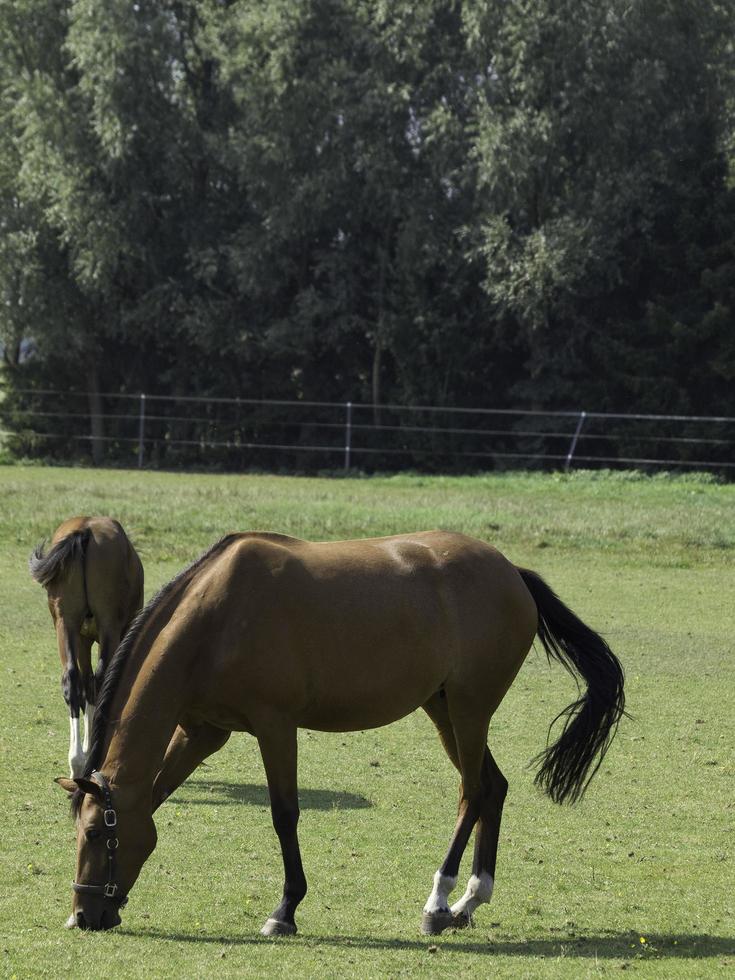 Horses and foals in germany photo