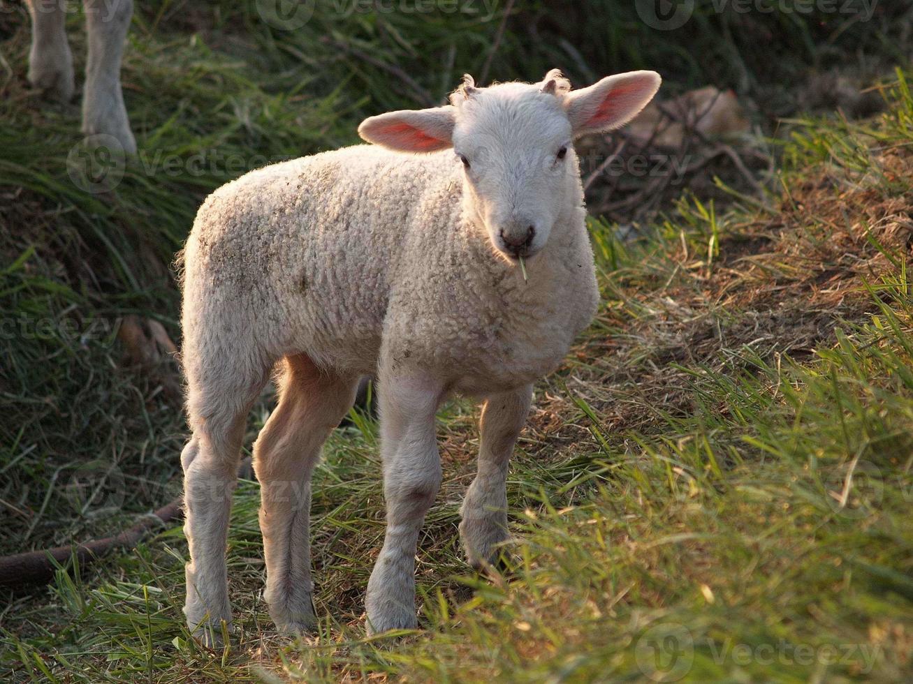 many sheeps in westphalia photo