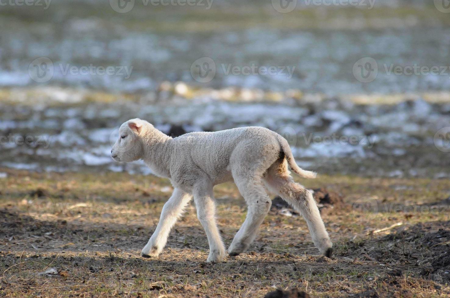 ovejas en invierno foto