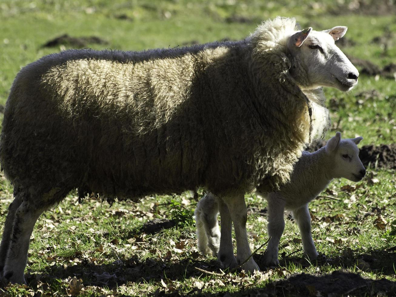 Sheeps on a field in westphalia photo