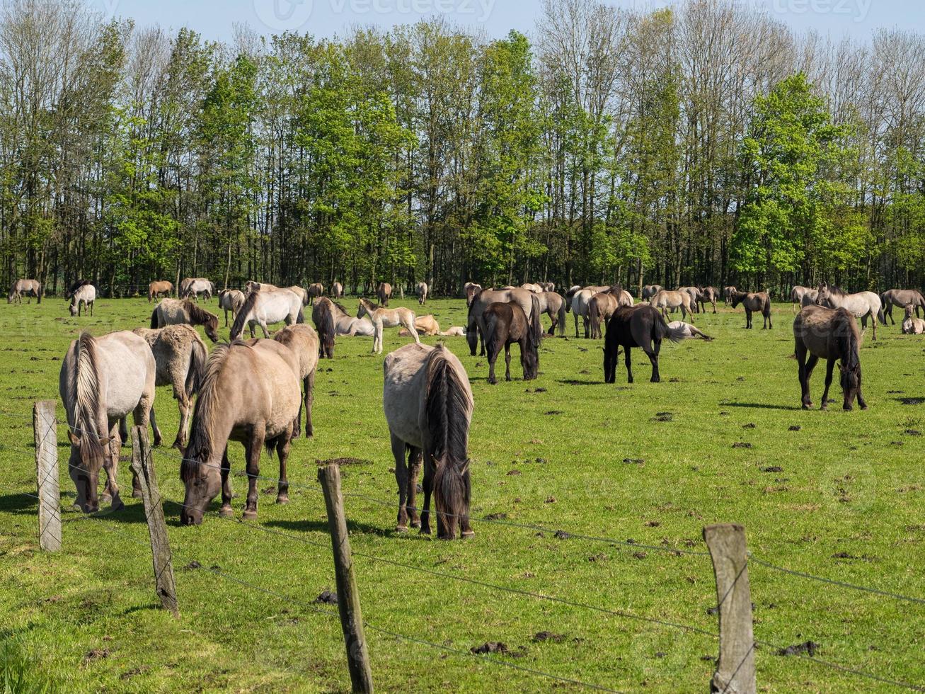 caballos salvajes en westfalia foto