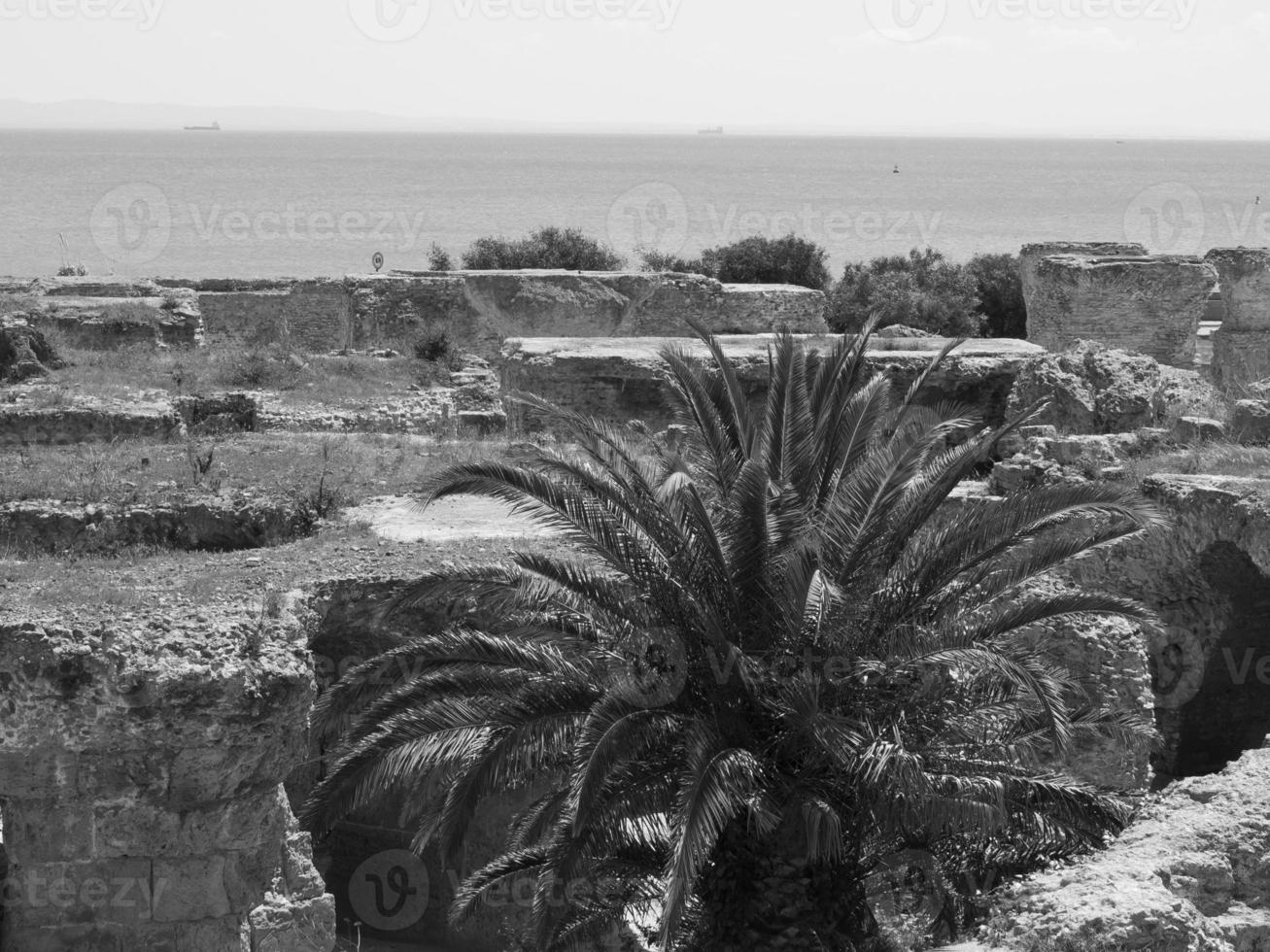 tunis in tunisia photo