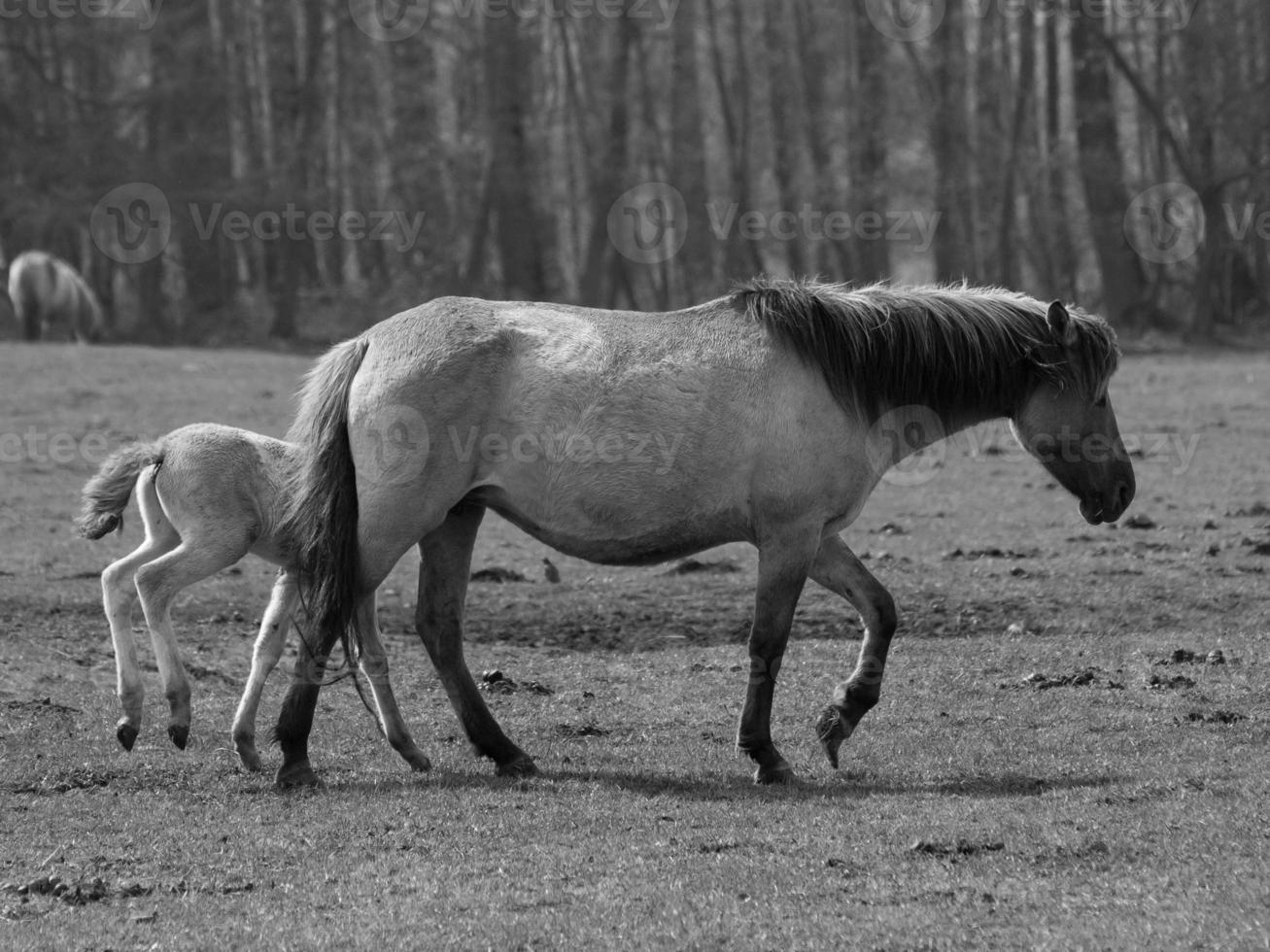 wildl horses in germany photo