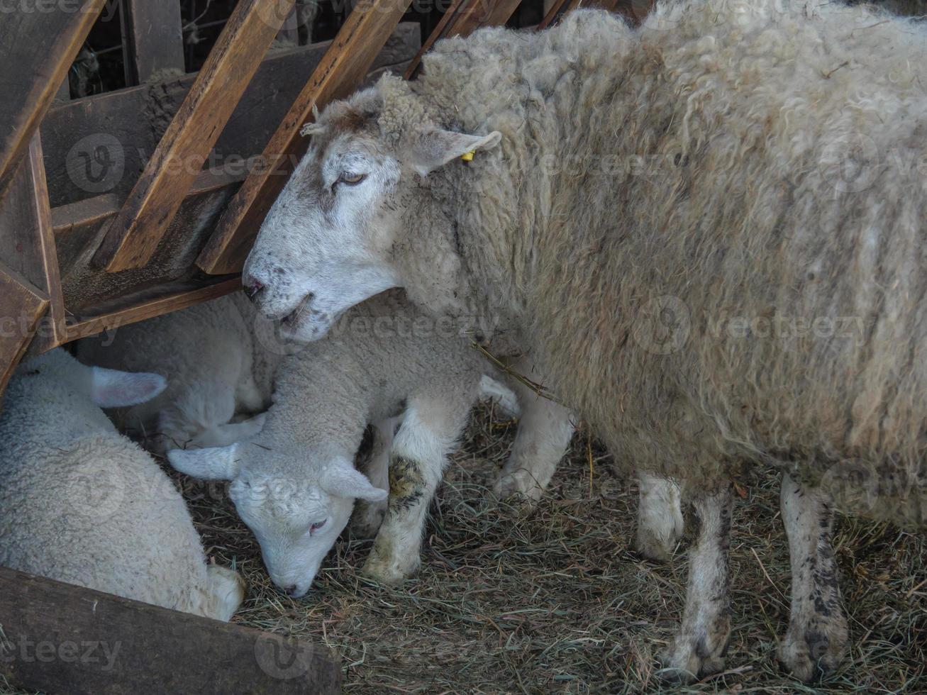 sheeps in westphalia photo