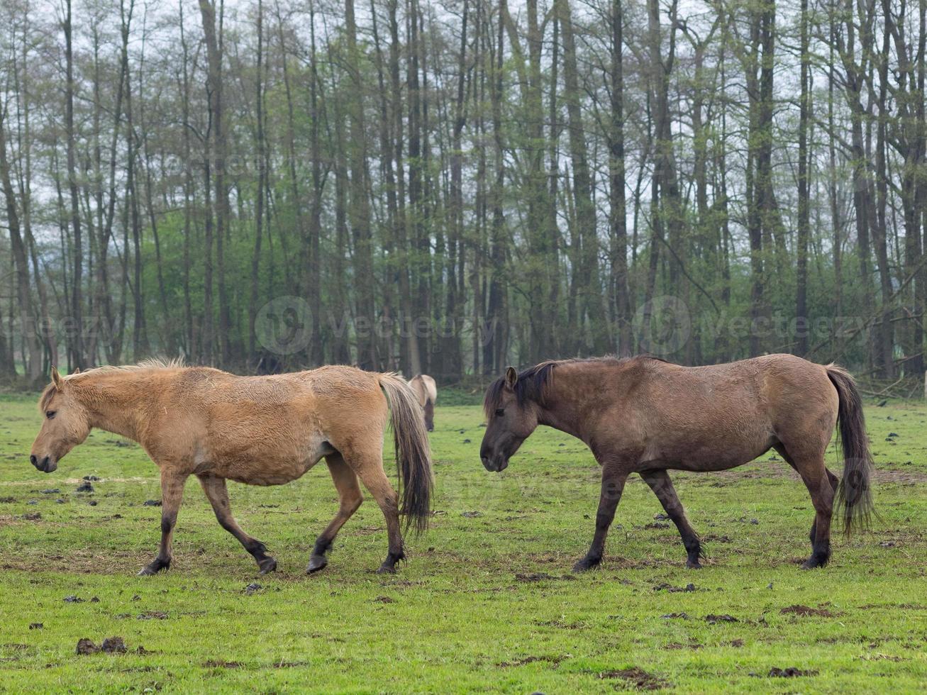 wild horses in germany photo