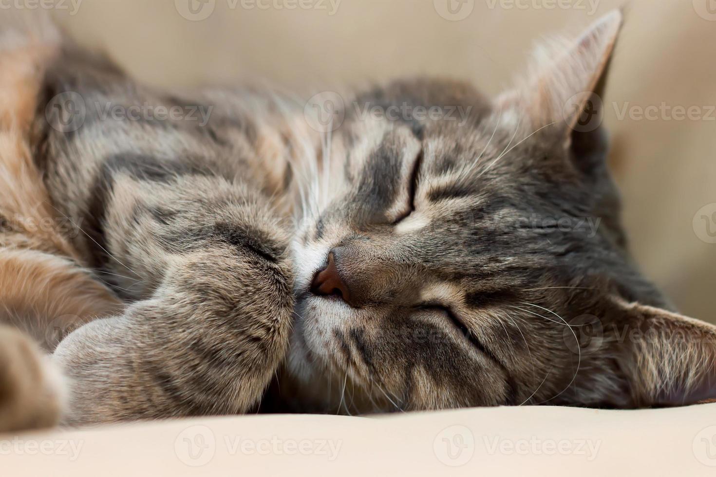 Domestic gray sleeping cat photo