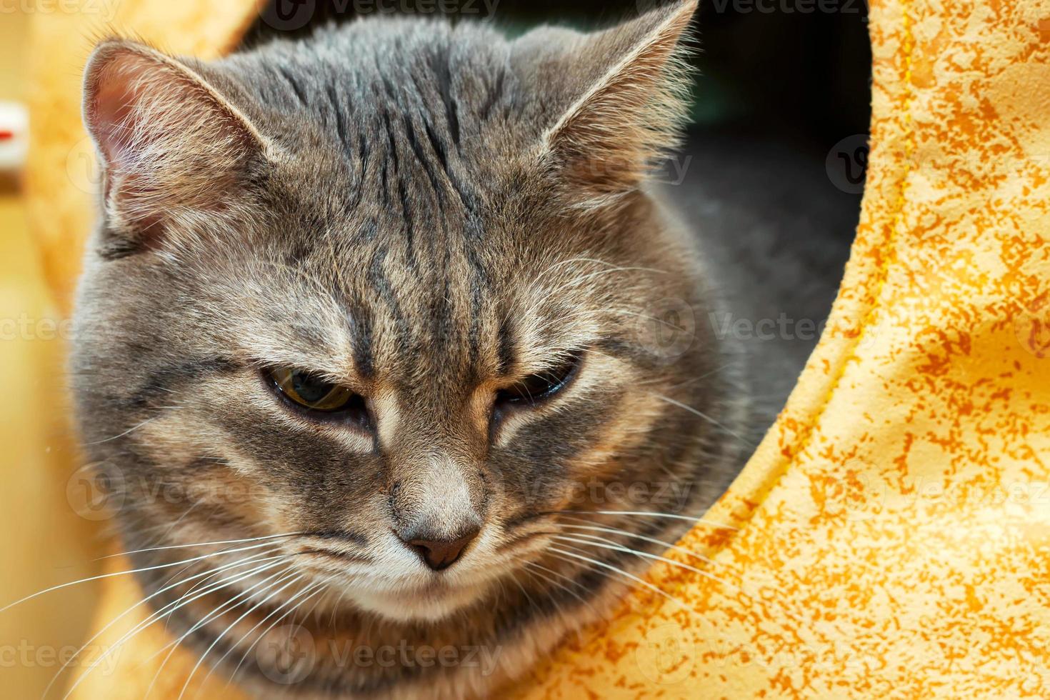 Portrait of gray domestic cat in the cat house photo