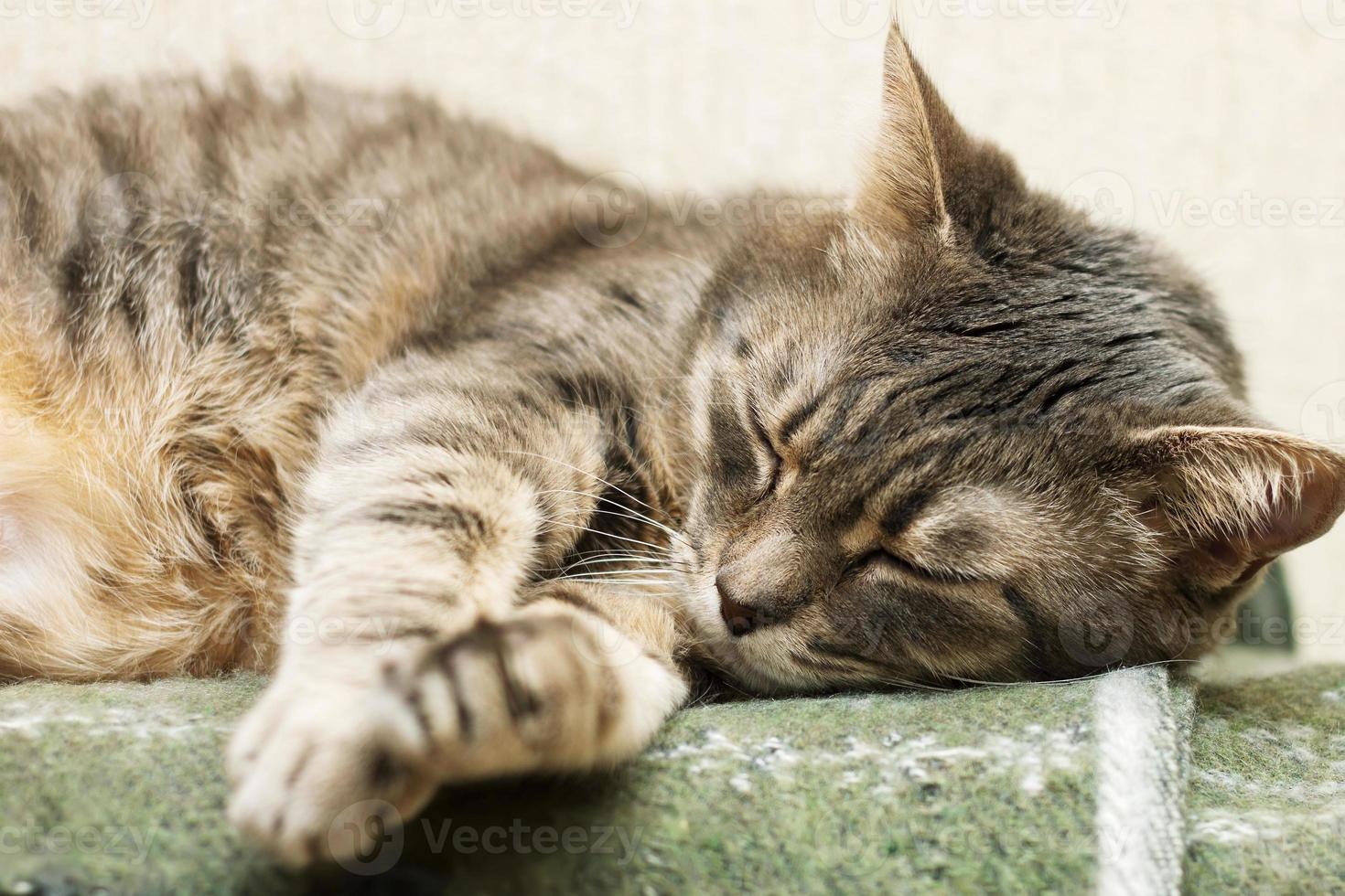 gato doméstico gris durmiendo foto