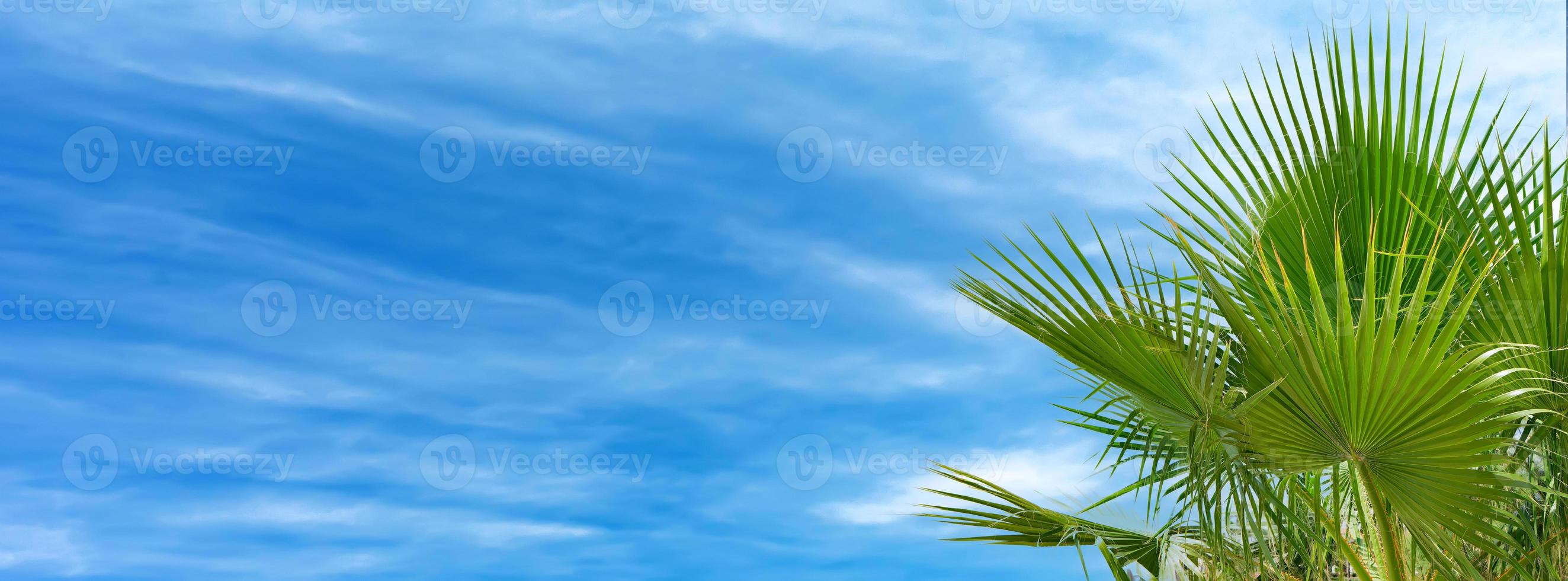 banner con hojas de palmera contra el cielo azul nublado, fondo tropical. foto