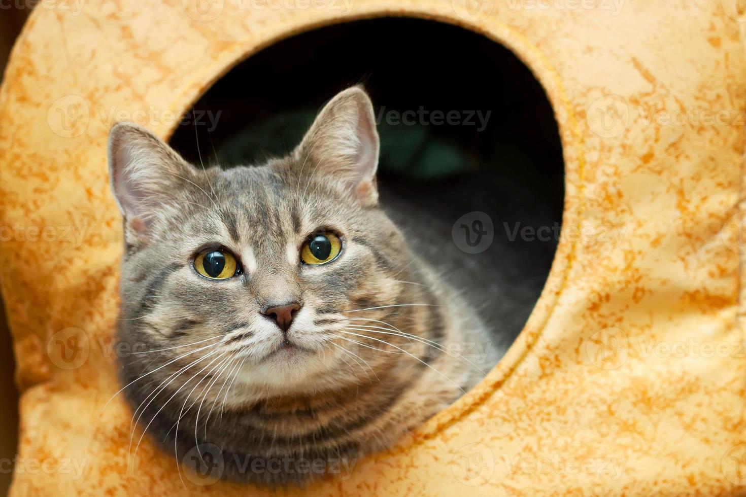 retrato de gato doméstico gris en la casa del gato foto