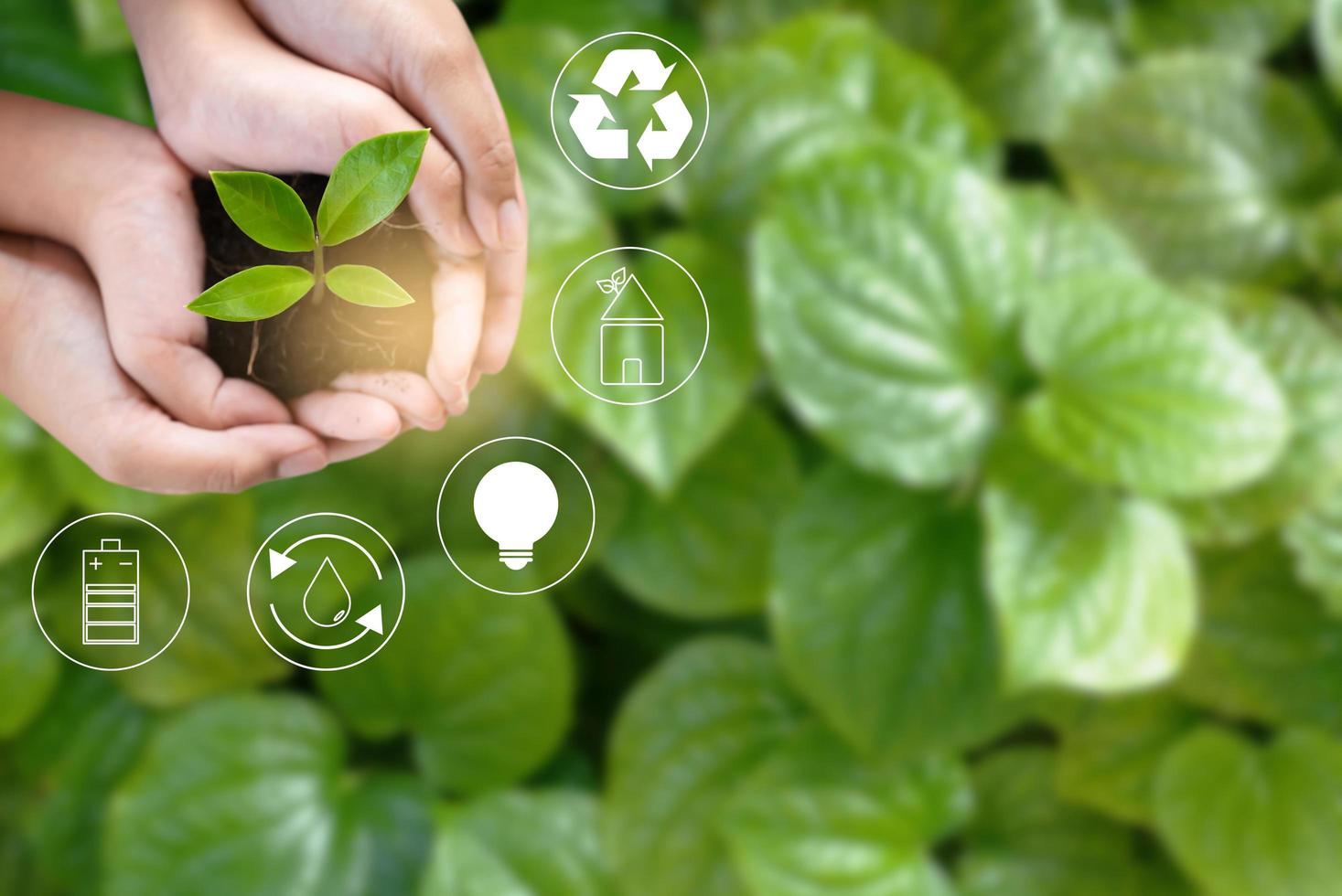 Sustainable development concept of growing tree and make zero waste photo