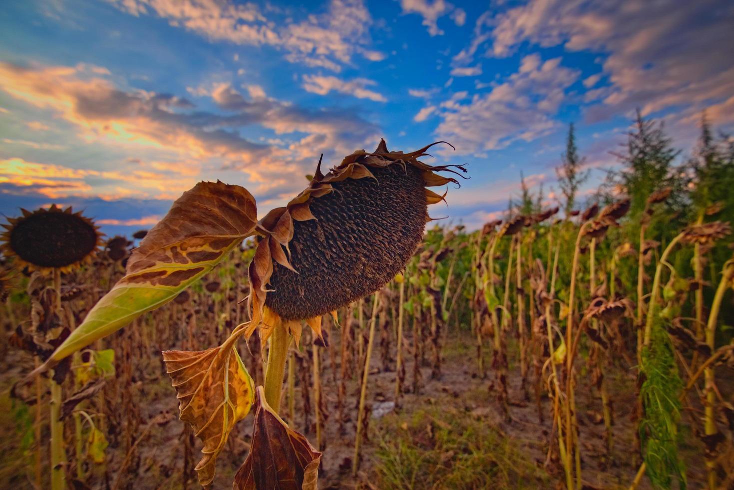 girasol y la puesta de sol foto