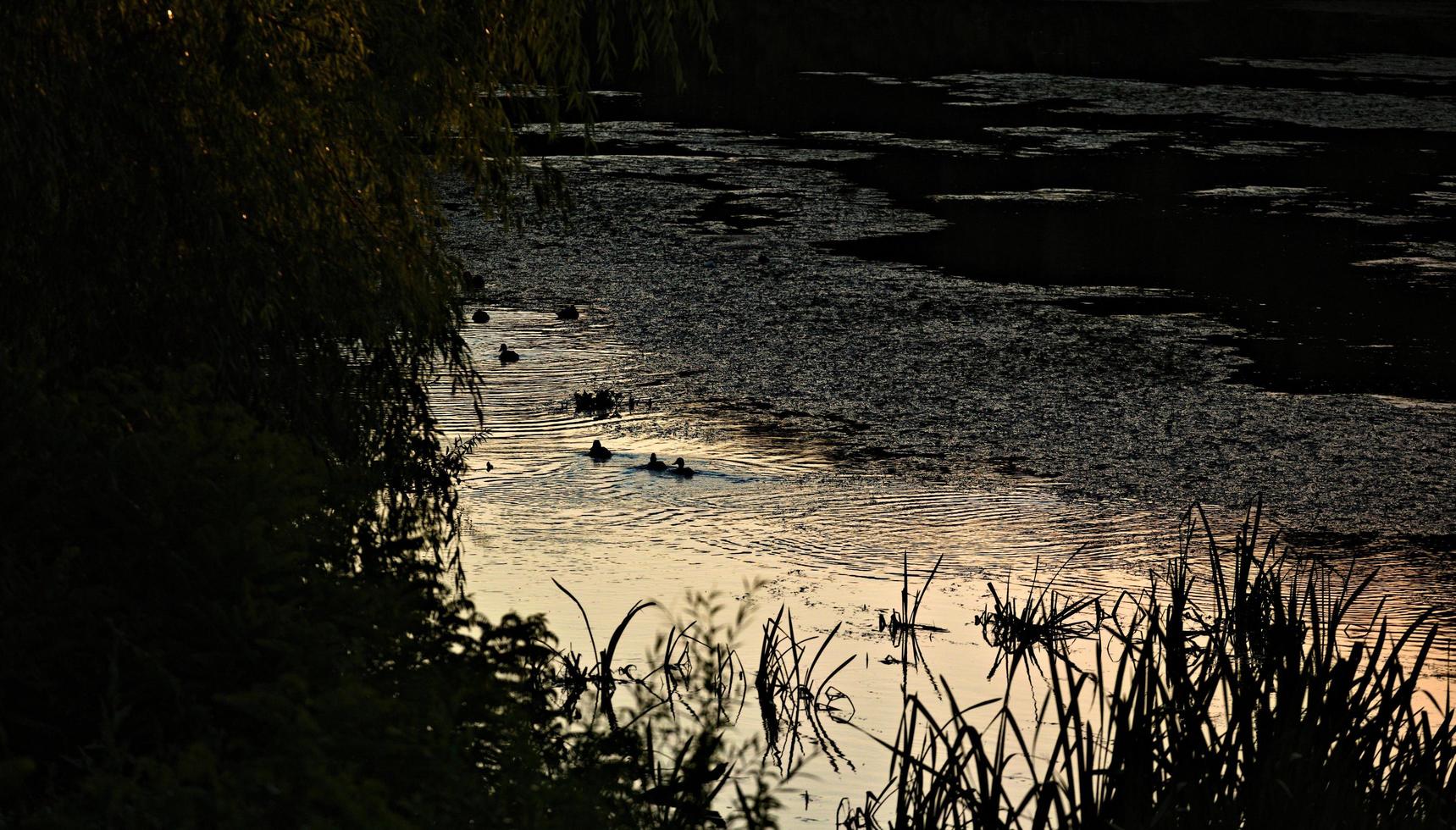 patos en el río foto