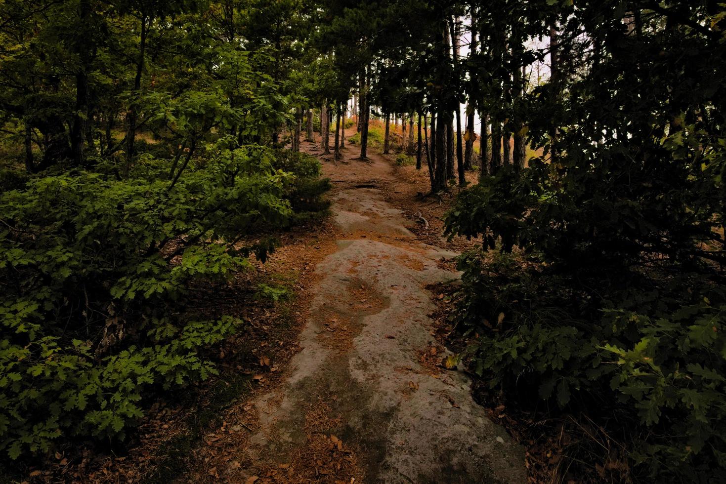 Forest in the mountain photo