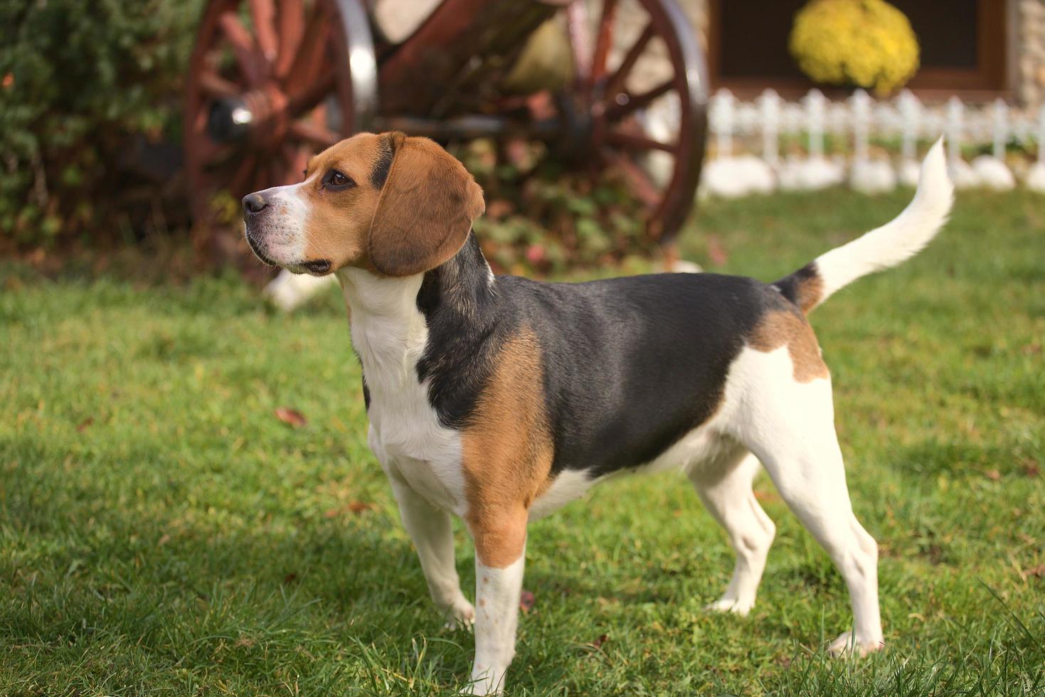 Sweet lady Beagle photo