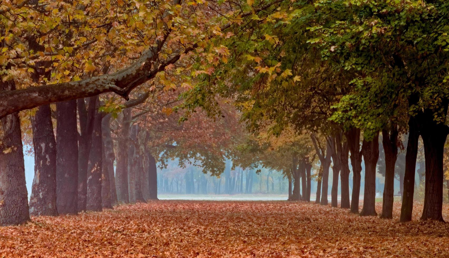 Tunnel of trees photo