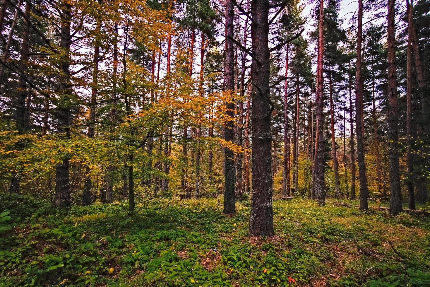 bosque en la montaña foto