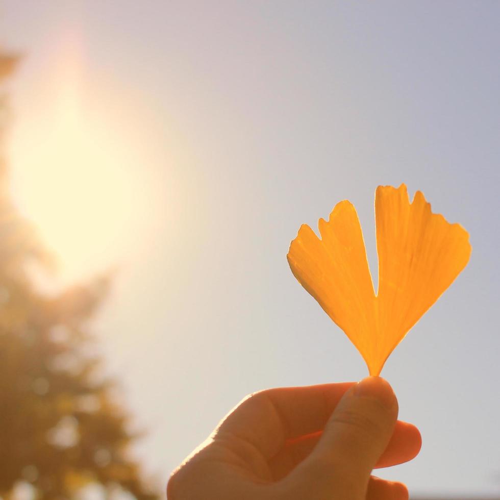 Hand holding ginkgo leaf against blue sky, vintage color toned photo