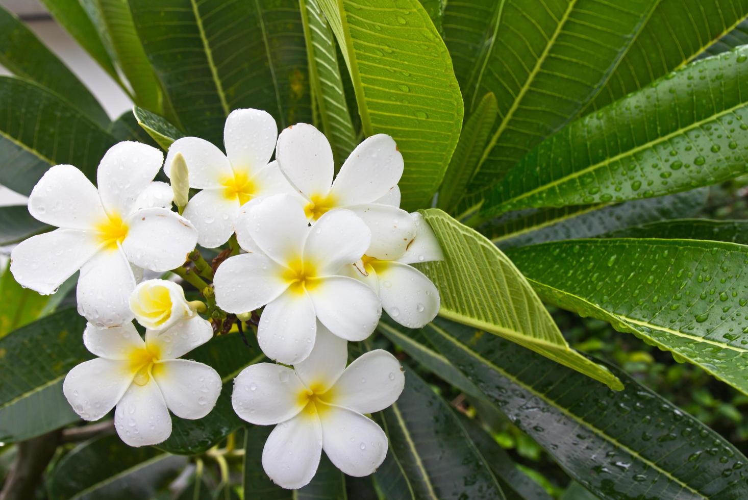 plumeria flower background photo