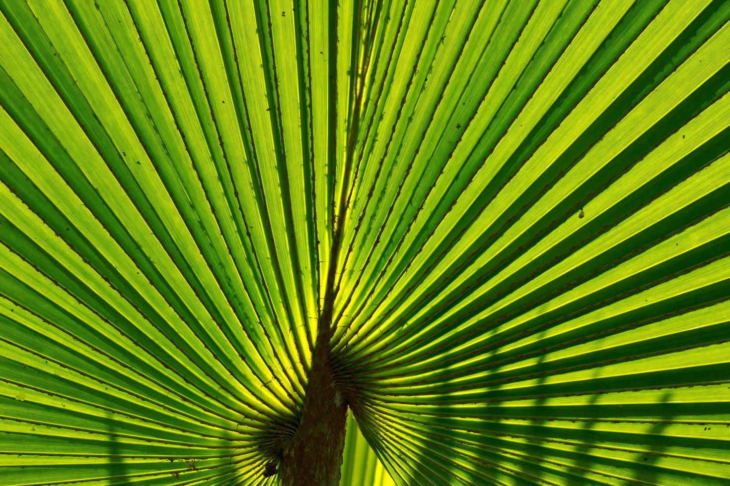 palm leaf background photo