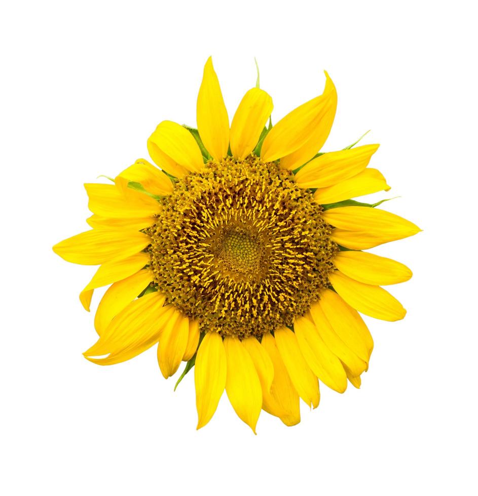 yellow Sunflower on white background photo