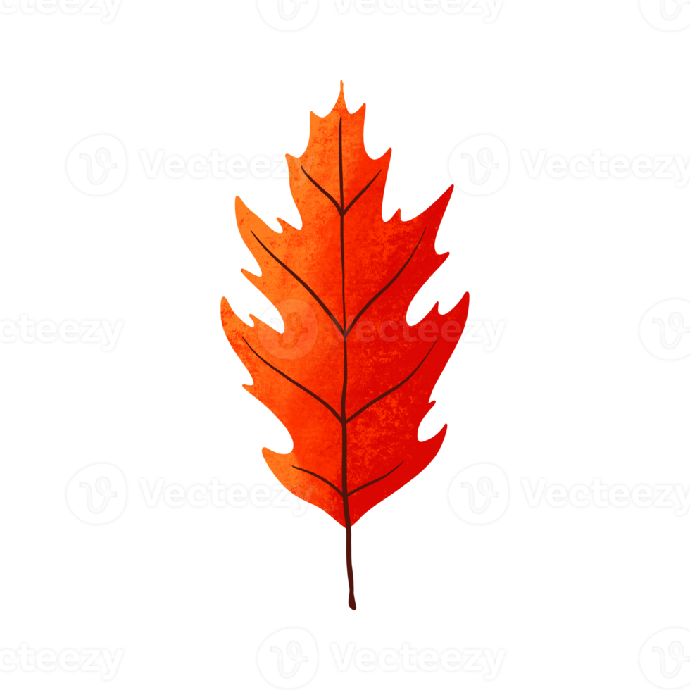 leaf illustration in orange color for autumn design element png