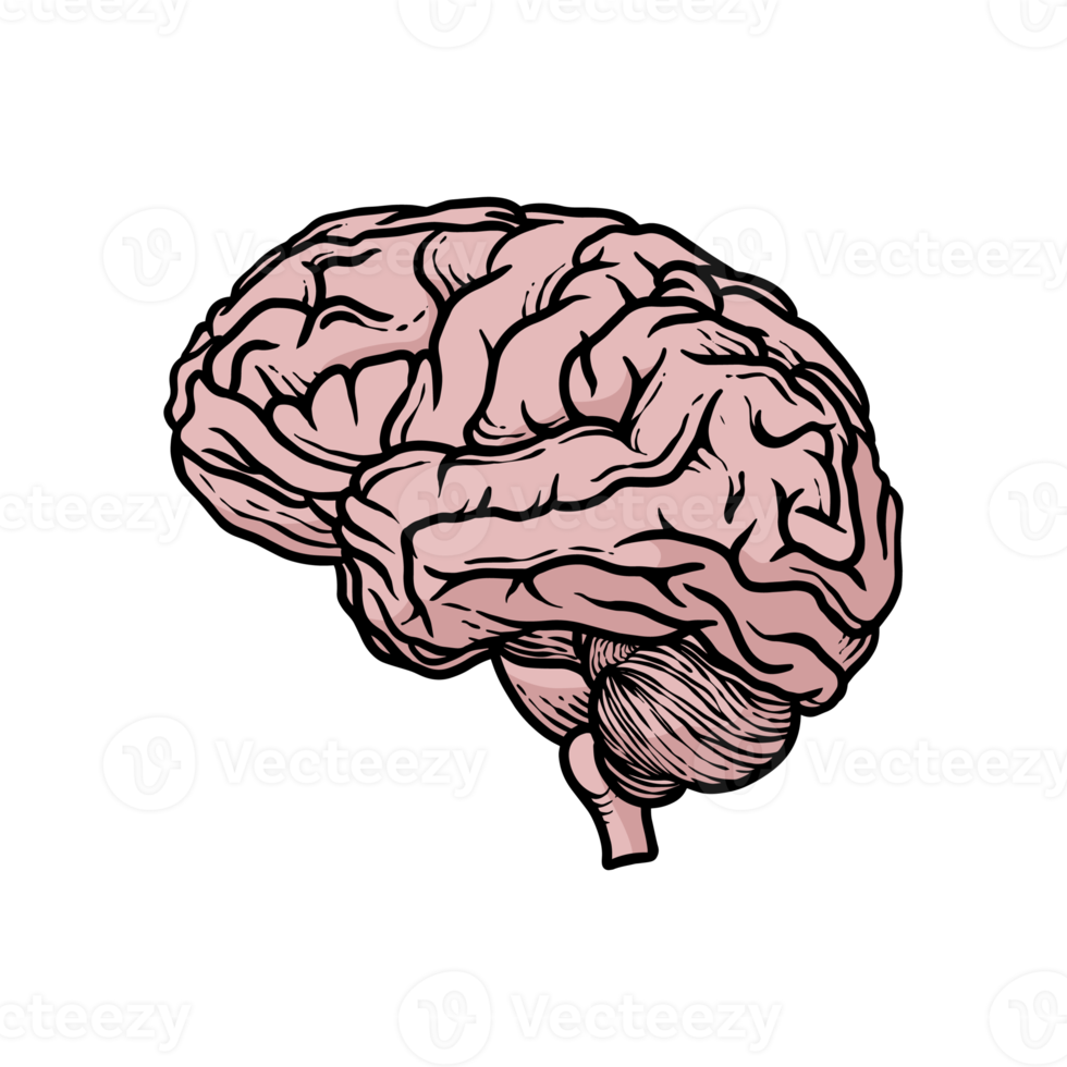 illustratie van menselijk hersenen organen hand getekend png