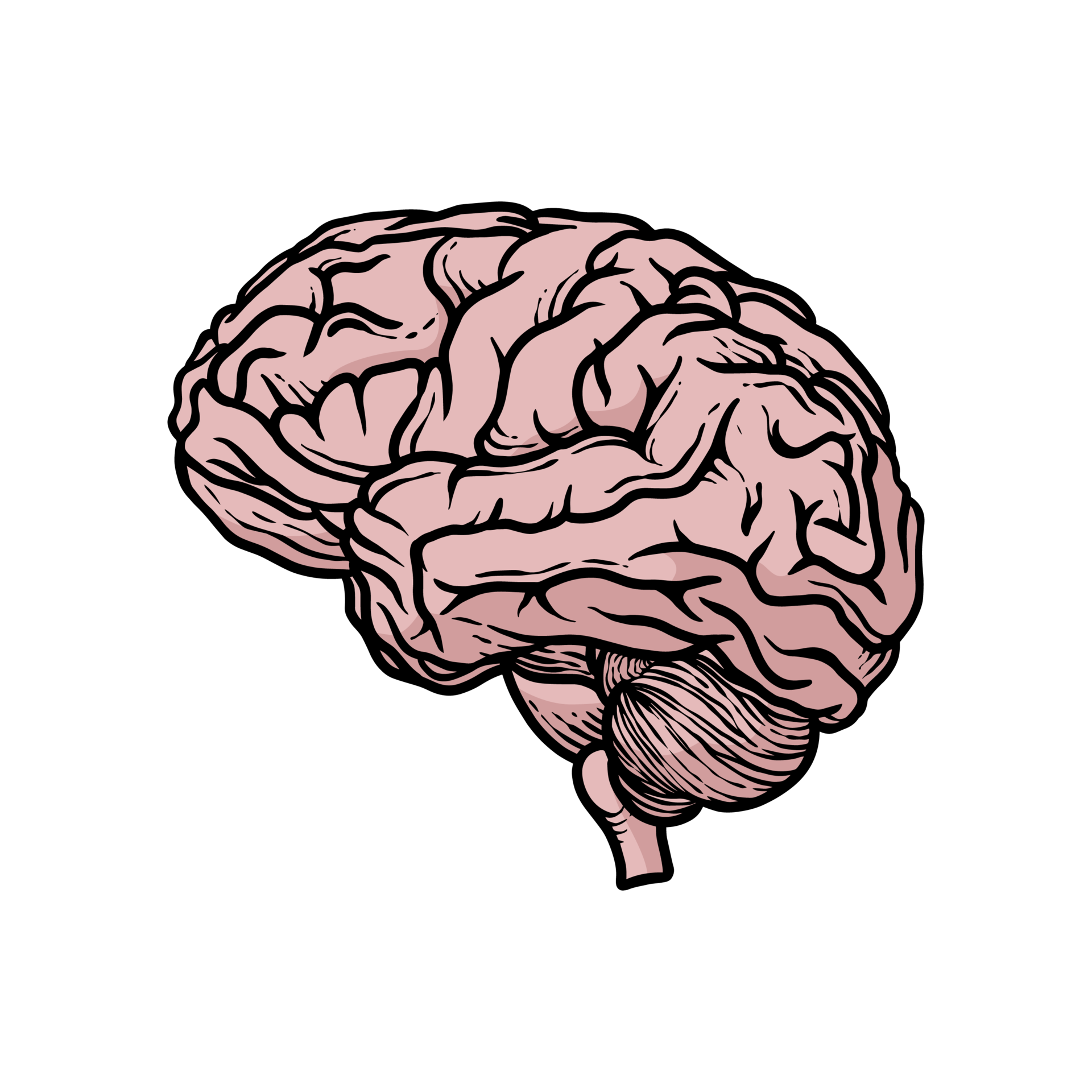 Free illustration of human brain organs hand-drawn 10946225 PNG with Transparent Background Free illustration of human brain organs hand-drawn 10946225 PNG with Transparent Background