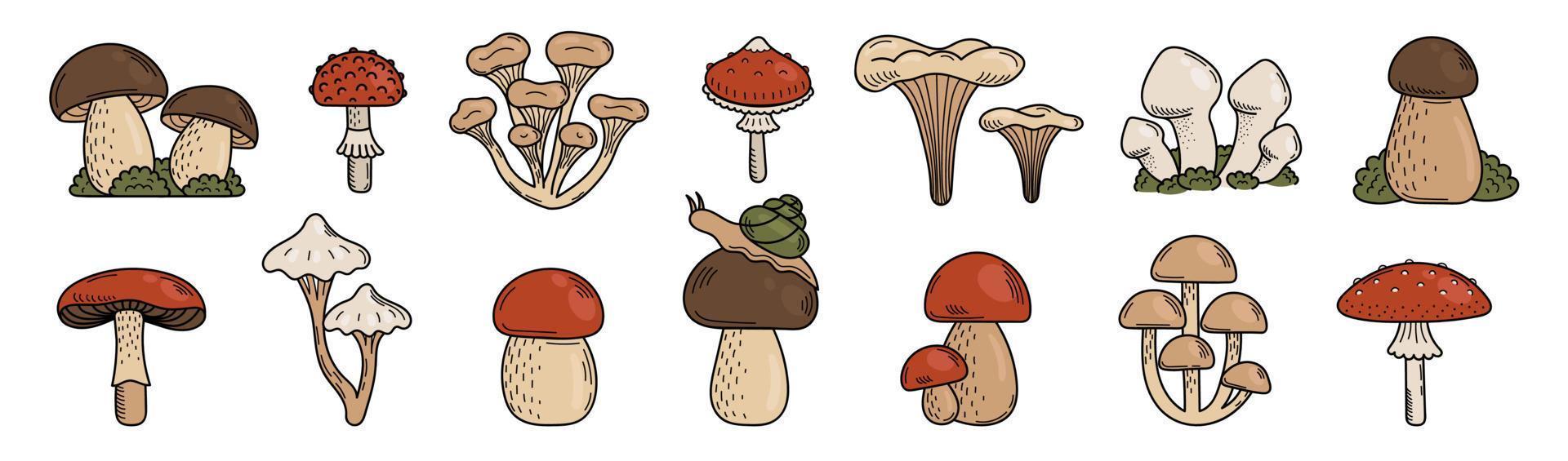 Set of cute doodle mushrooms. Edible and Poisonous mushrooms, fly agaric, toadstool, porcini mushroom. Vector hand illustration