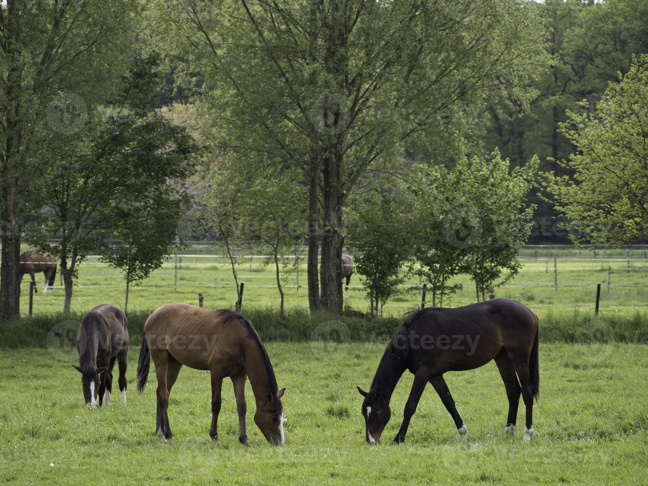 Horses in the german muensterland photo