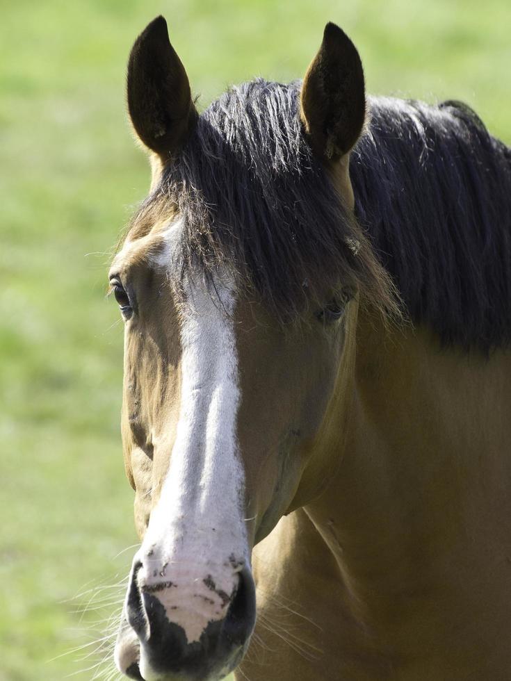 Imagem cabeça de cavalo - Imagens Grátis Para Imprimir - img 20758