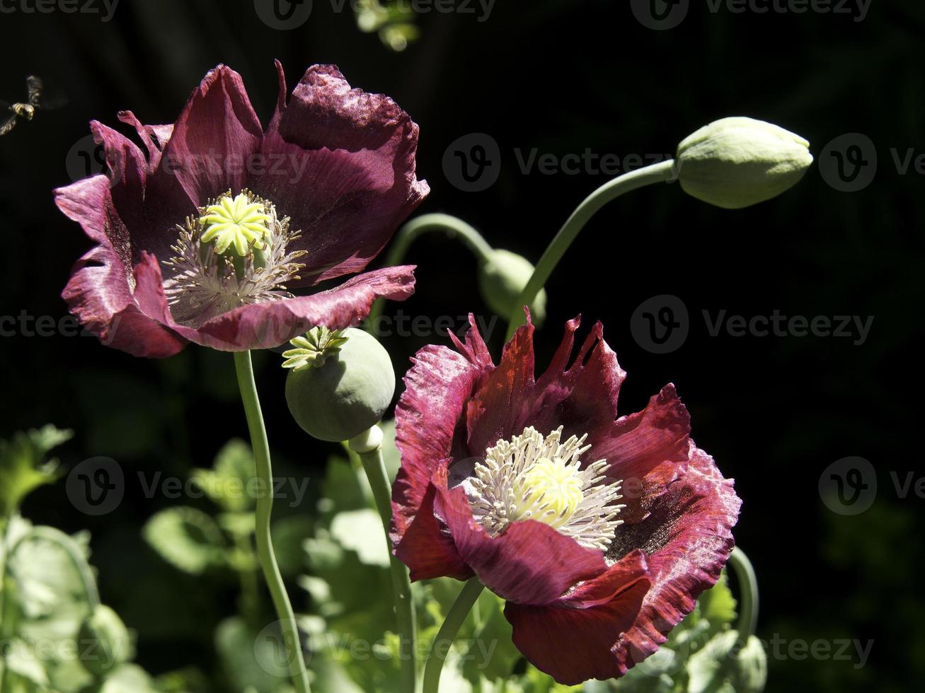 flores sangrantes en el jardín foto