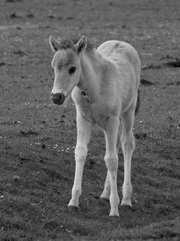 widl horses in germany photo