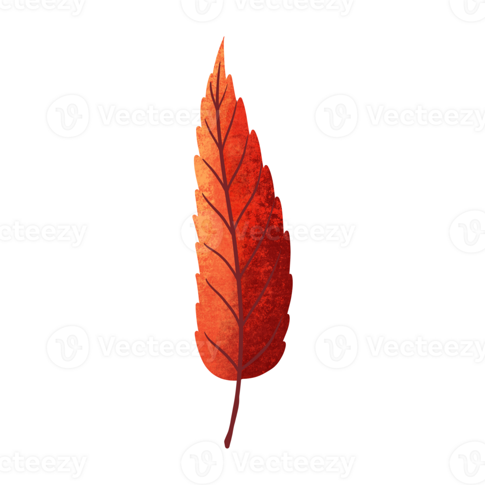 leaf illustration in orange color for autumn design element png