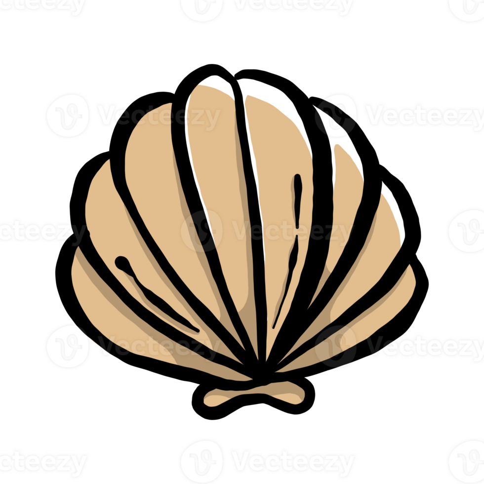 ilustrações de conchas desenhadas à mão png