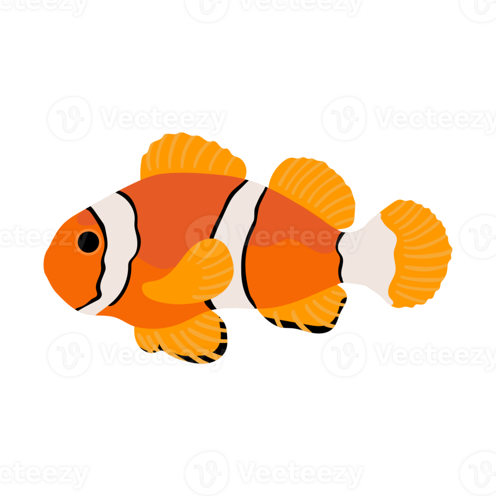 orange clown fish. collection set of coral fish illustration. the hand drawing of under the sea life. adorable and beautiful fishes of marine life. png